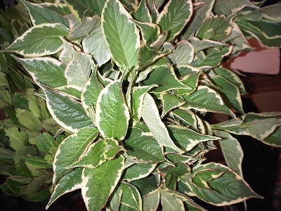 wigelea variegated